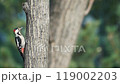 a small woodpecker on a tree looks around and hides behind a trunk 119002203