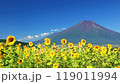 Yamanashi_Spectacular view of sunflowers in full bloom and Mt. Fuji 119011994