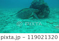 Sea turtle, remora and moray eel taking a rest 119021320
