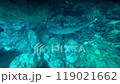 A whitetip reef shark seen while scuba diving in Manza, Okinawa 119021662