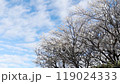 桜と青空 119024333