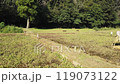 Kishi rice fields in the Sayama Hills after harvest 119073122