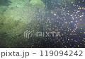 2024 Coral Spawning Onna Village, Okinawa Prefecture 119094242