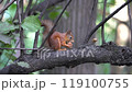 forest animal outdoor fluffy park nut mammal brown wildlife nature wild cute rodent tree squirrel 119100755