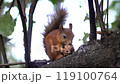 animal nut rodent fluffy nature park brown mammal tree outdoor wildlife cute forest wild squirrel 119100764