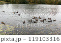 Flock of wild mallard ducks swim in lake water 119103316