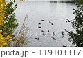 Flock of wild mallard ducks swim in lake water in autumn 119103317