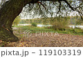 old tree at lake shore in autumn 119103319