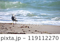 砂浜を歩くカモメ 119112270