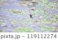 水面から顔を出すカエル 119112274