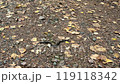 grass snake crawling over dirt road 119118342