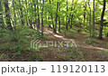 Sayama Green Space, a forest in the Sayama Hills, with fresh greenery. Panning from right to left. 119120113