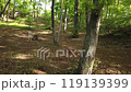 Sayama Green Space, a forest in the Sayama Hills, with fresh greenery. Panning from right to left. 119139399