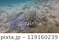 The Ryukyu Damselfish and the Blue Damselfish gather around a bleached Acropora coral in the fall of 2024. 119160239