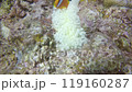 A clownfish living in symbiosis with a bleached sea anemone 119160287