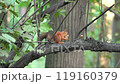 wild outdoor tree nut mammal park brown rodent forest wildlife fluffy nature animal squirrel cute 119160379