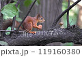 rodent squirrel tree wildlife brown nut mammal nature fluffy wild forest animal cute park outdoor 119160380