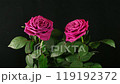 Time lapse of dying two red roses 119192372