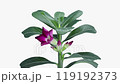 Time lapse of opening Adenium flower 119192373