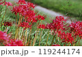 犬鳴川河川公園の彼岸花 119244174