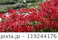 犬鳴川河川公園の彼岸花 119244176