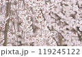 Four seasons in Japan: Weeping cherry blossoms swaying in the wind 119245122