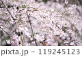 Four seasons in Japan: Cherry trees with leaves 119245123