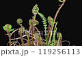 Time lapse of growing baby fern plants 119256113