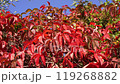 Red leaves of Maiden vine or Virginia creeper on a hedge on a sunny day. Autumn leaves of Parthenocissus quinquefolia ornamental shrub swaying in the wind against blue sky. 119268882