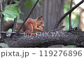 nut brown mammal outdoor wild animal squirrel nature wildlife rodent forest tree park fluffy cute 119276896