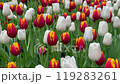 Beautiful flowers tulips nature backgroung Spring flowering 119283261