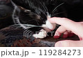 Delightful and Playful Interaction Between a Human and Their Adorable Cat Companion 119284273