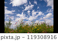 autumn cosmos 119308916
