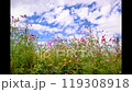 autumn cosmos 119308918