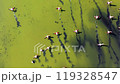 Lake and flamingos in the lake - High quality aerial shot of flamingos and lake with drone 119328547