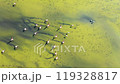 Lake and flamingos in the lake - High quality aerial shot of flamingos and lake with drone 119328817
