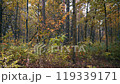 Leaf fall in autumn October wood. 119339171