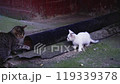 Homeless kittens play on the street. 119339378