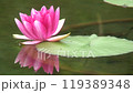 Red water lily in a pond 119389348