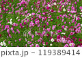 風に揺れるコスモス　スローモーション 119389414