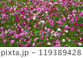 風に揺れるコスモス　スローモーション 119389428
