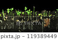 Time lapse of germinating mixed vegetables 119389449