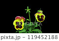 Time lapse of growing and opening violet flower 119452188