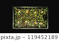 Time lapse of germinating microgreens mixed seeds, top view 119452189