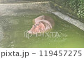 Hippo 119457275