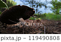 Agaricus mushroom in a coniferous forest 119490808