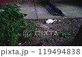 Homeless kittens play on the street. 119494838