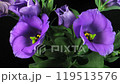 Time lapse of blooming eustoma flower 119513576