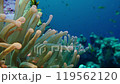 Colourful tropical coral reef. Soft and hard corals. Reef coral scene. 119562120