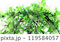 Time lapse of growing bonsai arbuscula tree 119584057